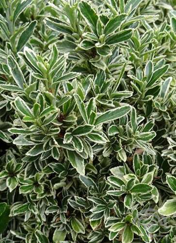 Afbeelding bij Kardinaalsmuts - Euonymus jap. 'Albomarginatus' 