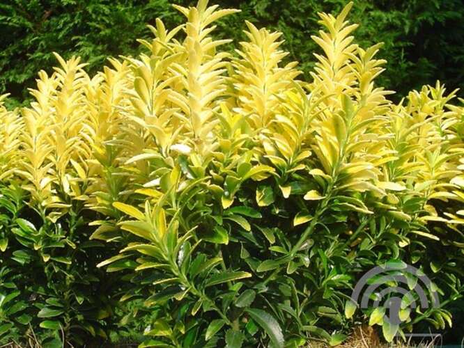 Afbeelding bij Kardinaalsmuts - Euonymus jap. ‘Happiness’ 