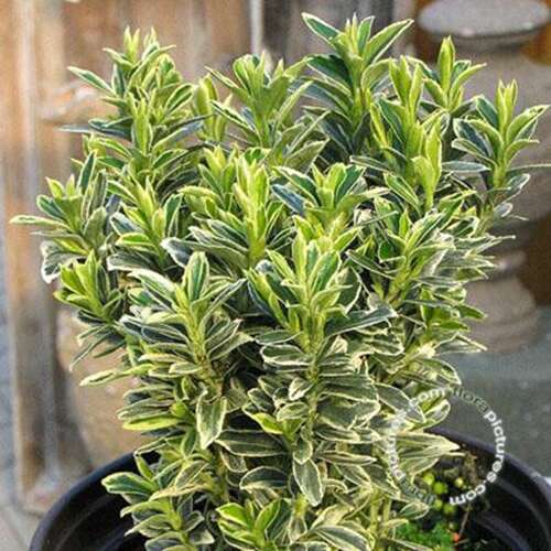 Afbeelding bij Kardinaalsmuts - Euonymus jap. 'Microphyllus Albovariegata' 
