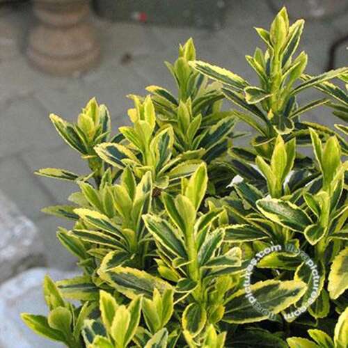 Afbeelding bij Kardinaalsmuts - Euonymus jap. 'Microphyllus Aureovariegatus'