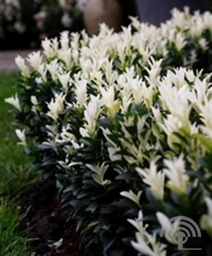 Afbeelding bij Kardinaalsmuts - Euonymus jap. &#039;Paloma Blanca&#039; 