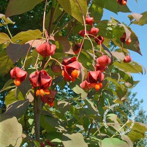 Afbeelding bij Kardinaalsmuts - Euonymus planipes 
