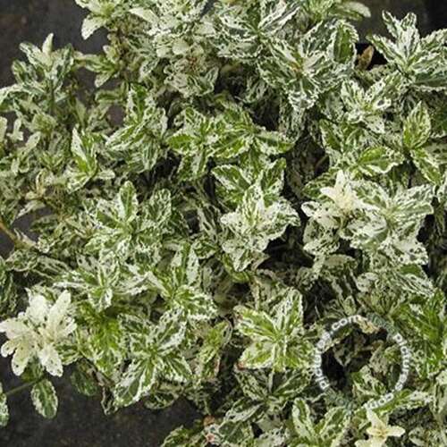 Afbeelding bij Kardinaalsmuts - Euonymus fort. 'Harlequin' 