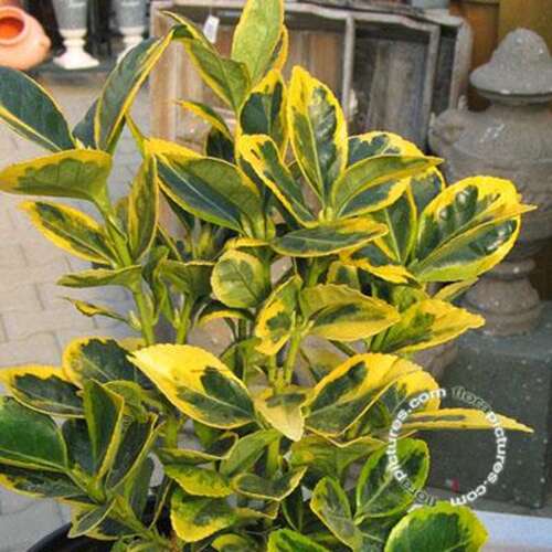 Afbeelding bij Kardinaalsmuts - Euonymus jap. 'Ovatus Aureus' Marieke
