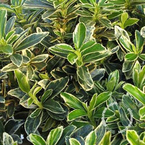 Afbeelding bij Kardinaalsmuts - Euonymus jap. 'Susan'