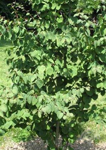 Afbeelding bij Katsuraboom - Cercidiphyllum jap. 'Rotfuchs'