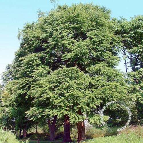 Afbeelding bij Katsuraboom - Cercidiphyllum japonicum 