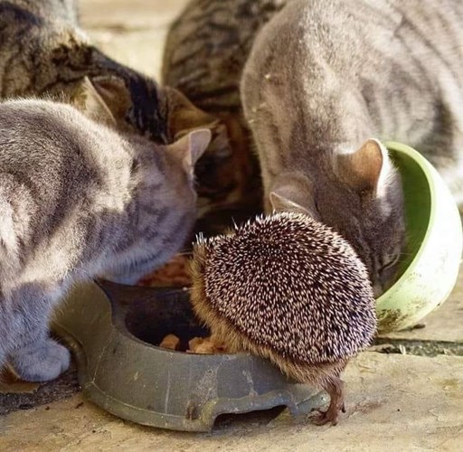 korroderer Valnød Inde Katten eten egelvoer op. De oplossing is