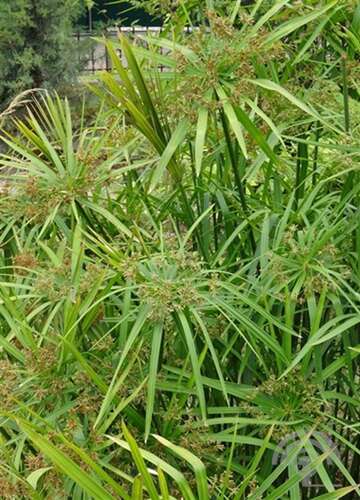 Afbeelding bij Kattengras - Cyperus alternifolius