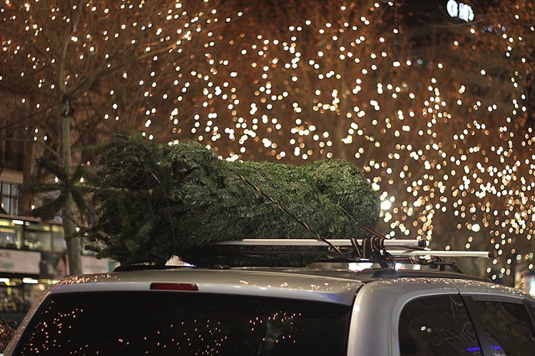 Afbeelding bij Kerstboom aanschaffen en verzorgen