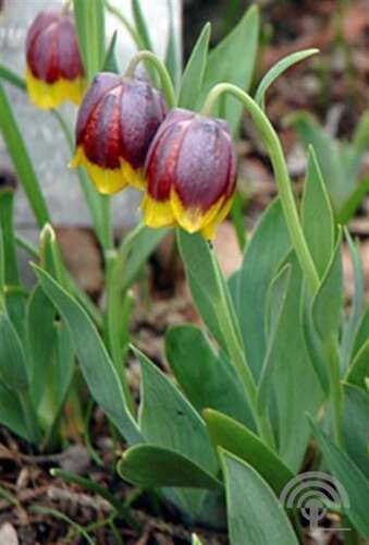 Afbeelding bij Kievitsbloem - Fritillaria michailovskyi 