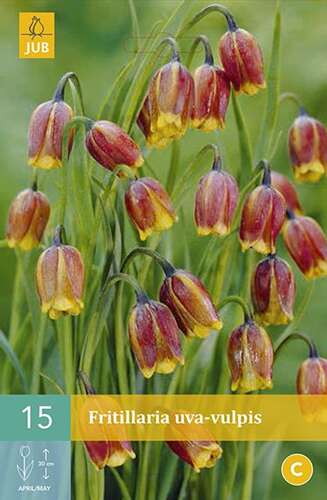 Afbeelding bij Kievitsbloem - Vossendruif - Fritillaria uva-vulpis 