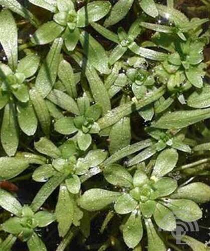 Afbeelding bij Klein sterrenkroos - Callitriche palustris 