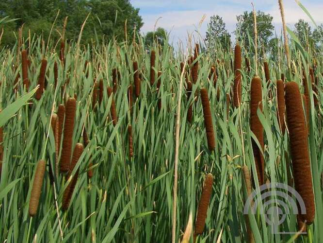 Afbeelding bij Kleine lisdodde - Typha angustifolia 