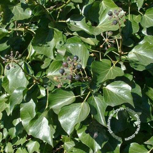 Afbeelding bij Klimop - Hedera hel. 'Arborescens'