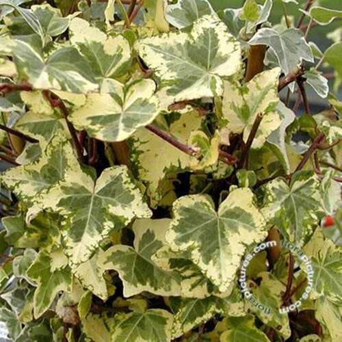 Afbeelding bij Klimop - Hedera hel. 'Glacier' 