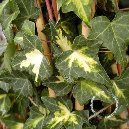 Afbeelding bij Klimop - Hedera hel. &#039;Goldheart&#039; 