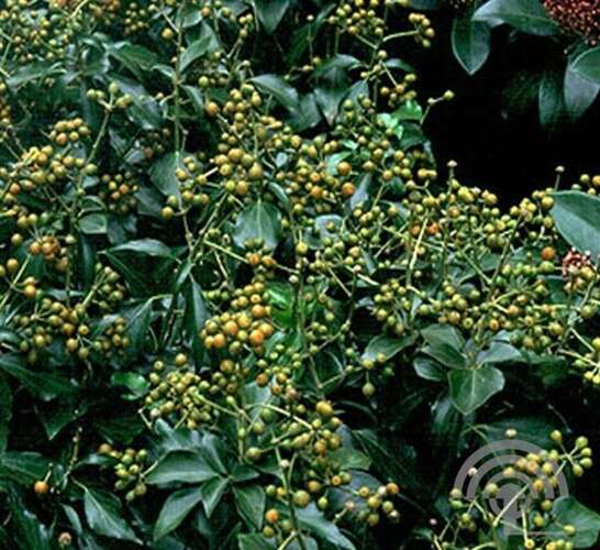 Afbeelding bij Klimop - Hedera hel. &#039;Zorgvlied&#039; 