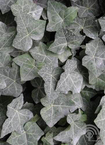 Afbeelding bij Klimop - Hedera helix 