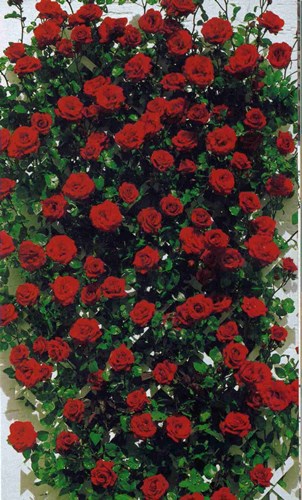 Afbeelding bij Klimrozen (soort)