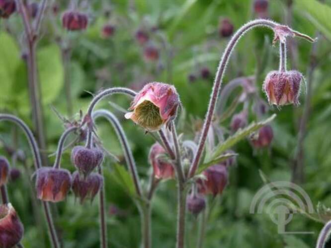 Afbeelding bij Knikkend nagelkruid - Geum rivale