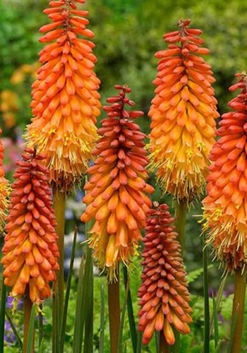 Afbeelding bij Kniphofia / Vuurpijl / fakkellelie (soort)