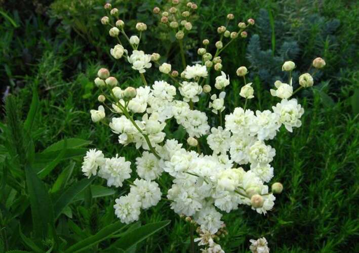 Afbeelding bij Knolspirea - Filipendula vulgaris 'Plena' 