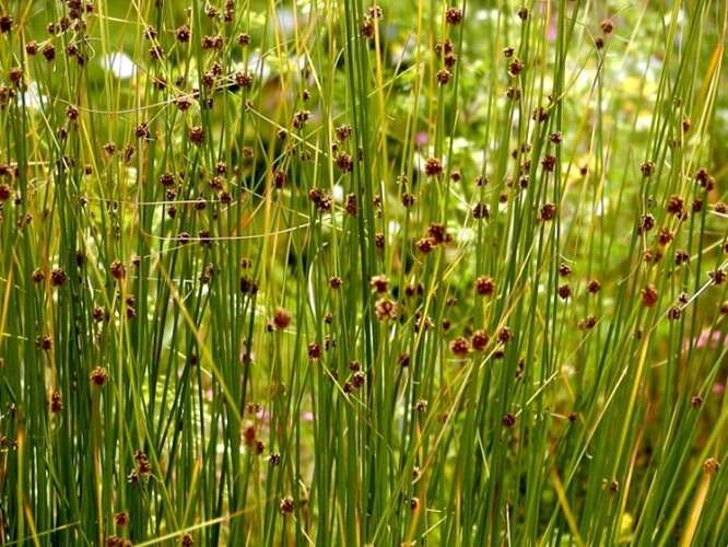 Afbeelding bij Kogelbies - Scirpoides holoschoenus 