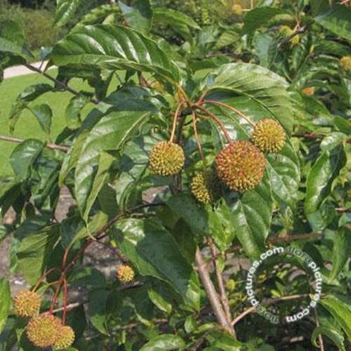 Afbeelding bij Kogelbloem - Cephalanthus occidentalis 
