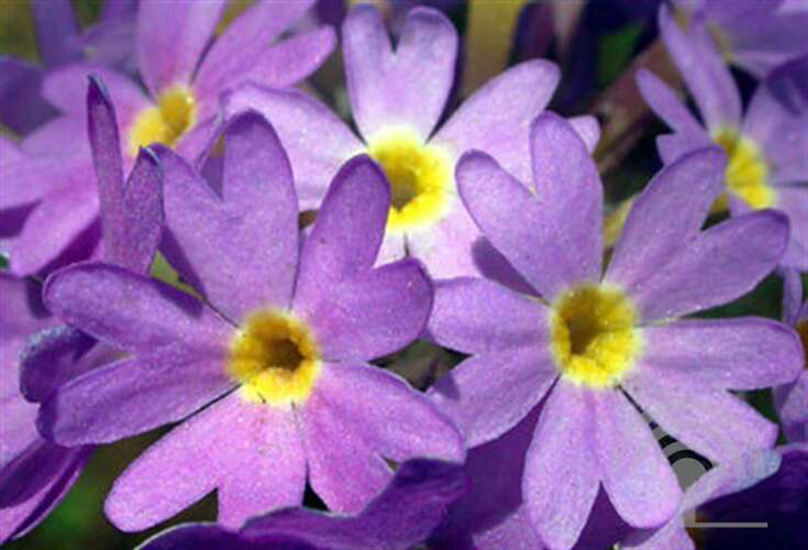 Afbeelding bij Kogelprimula - Primula denticulata &#039;Lila&#039; 