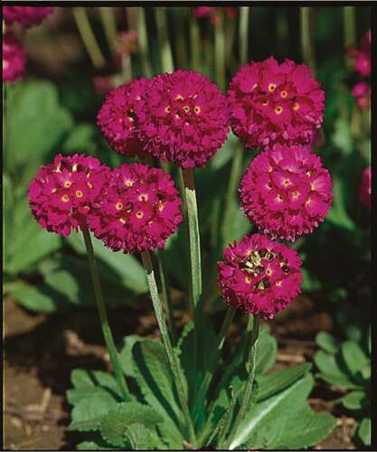 Afbeelding bij Kogelprimula - Primula denticulata - red 