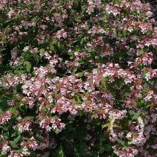 Afbeelding bij Kolkwitzia - Kolkwitzia amabilis