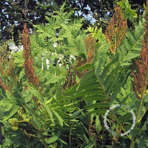 Afbeelding bij Koningsvaren - Osmunda regalis 