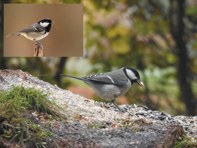 Afbeelding bij Koolmees of zwarte mees