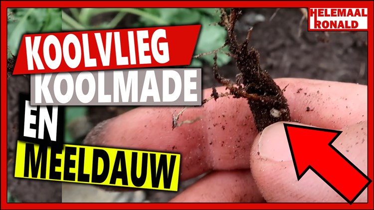 Afbeelding bij Koolvlieg, koolmade en meeldauw