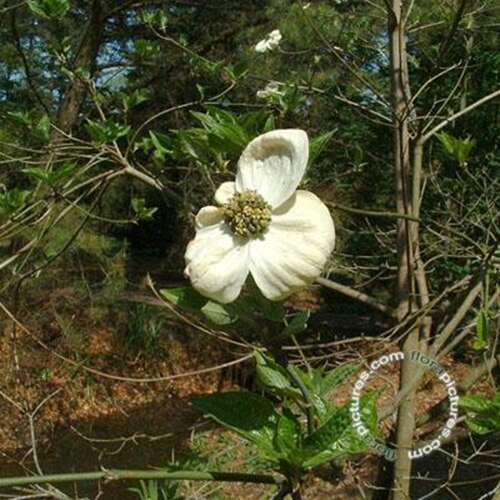 Afbeelding bij Kornoelje - Cornus &#039;Ascona&#039; 