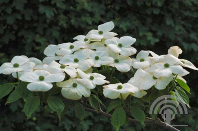Afbeelding bij Kornoelje - Cornus rutban &#039;Aurora&#039; ® 