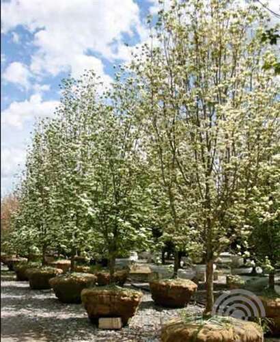 Afbeelding bij Kornoelje - Cornus &#039;Rutdan&#039; 