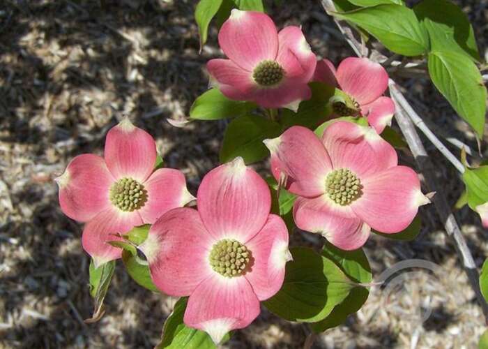 Afbeelding bij Kornoelje - Cornus rutgan &#039;Stellar Pink&#039; 