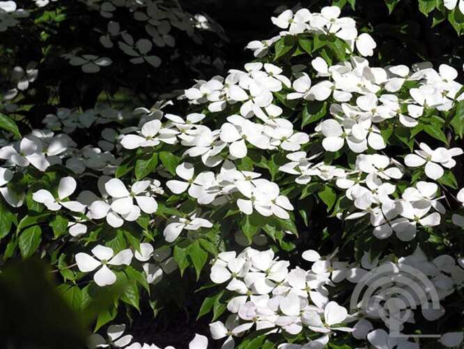 Afbeelding bij Kornoelje - Cornus rutlan &#039;Ruth Ellen&#039; 