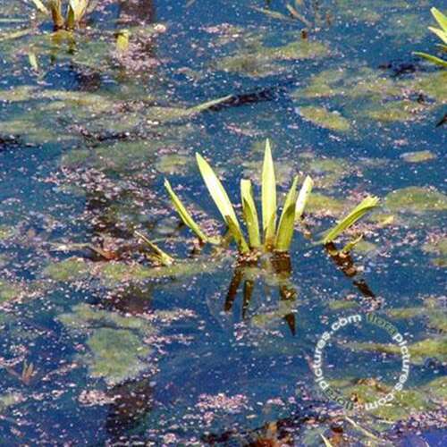 Afbeelding bij Krabbenscheer - Stratiotes aloides 