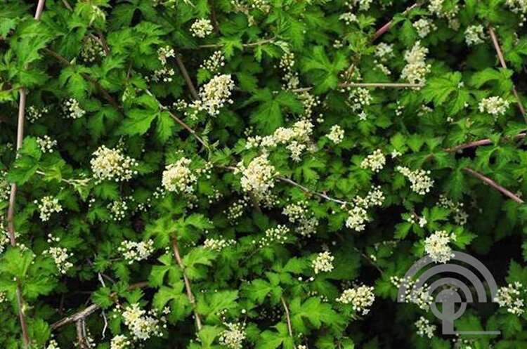 Afbeelding bij Kransspirea - Stephanandra incisa &#039;Crispa&#039;