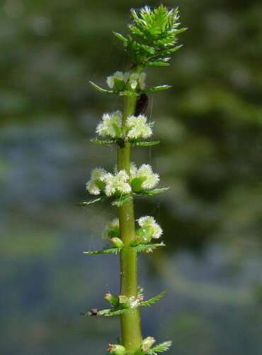 Afbeelding bij Kransvederkruid - Myriophyllum verticillatum 