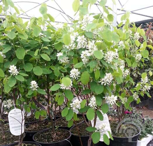 Afbeelding bij Krentenboompje - Amelanchier aln. 'Obelisk'
