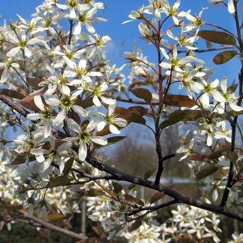 Afbeelding bij Krentenboompje - Amelanchier lamarckii
