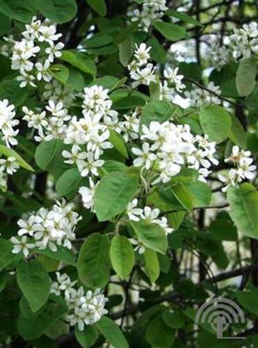 Afbeelding bij Krentenboompje - Amelanchier spicata 