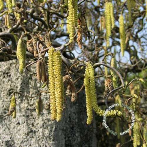 Afbeelding bij Kronkelhazelaar - Corylus avellana &#039;Contorta&#039; 