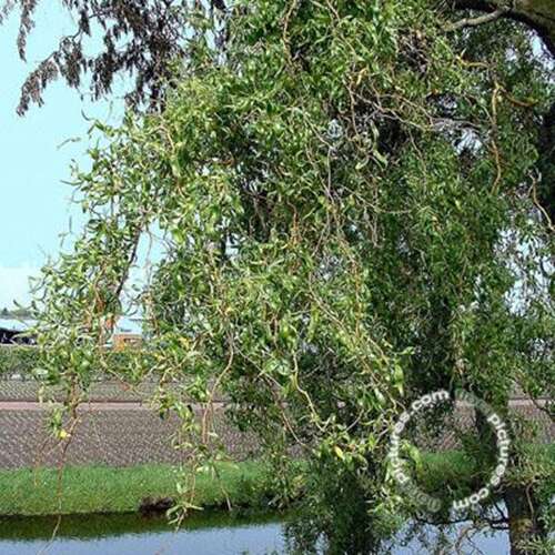Afbeelding bij Kronkelwilg - Salix babylonica 'Tortuosa'