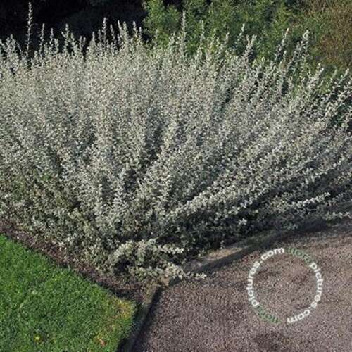 Afbeelding bij Kruipwilg - Salix repens 