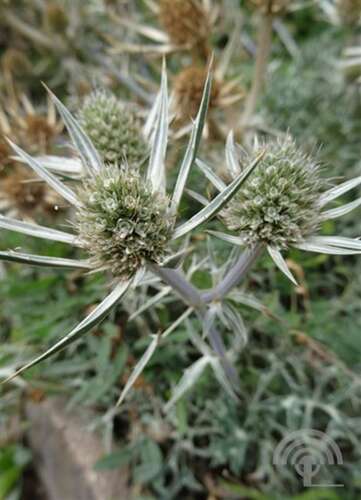 Afbeelding bij  Kruisdistel -  Eryngium -  bourgatii